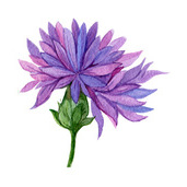 purple flower