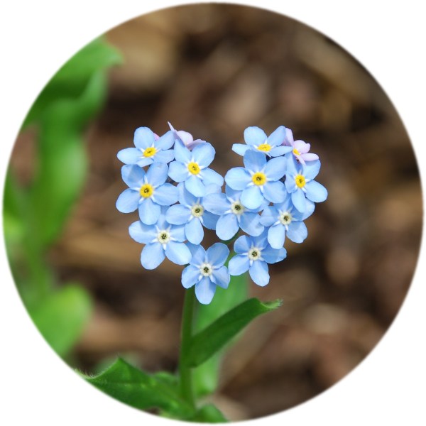 forget-me-not heart
